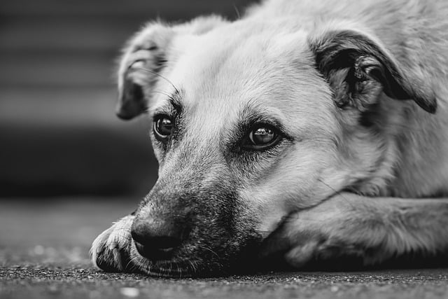 Understanding Dog Anxiety (And How to Help Your Pup Feel Calm Again)