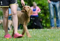 How to Teach Your New Dog 7 Essential Commands