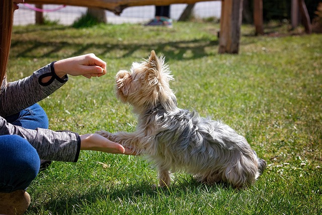 Why Positive Reinforcement Is the Gold Standard in Dog Training