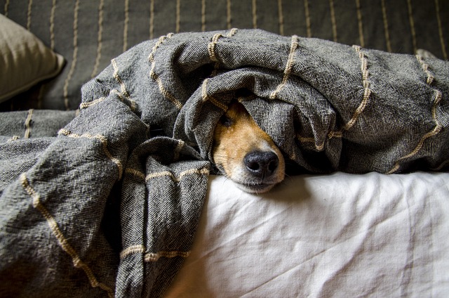 Do Dogs Ever Need Antidepressants?