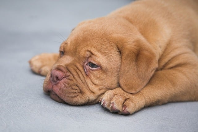 Is Tylenol Safe for Dogs? What Pet Parents Need to Know