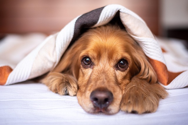 8 Signs Your Dog Might Be Struggling With Anxiety