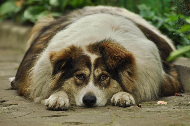 Dog Obesity: How To Spot It, Treat It & Keep Your Pup Healthy
