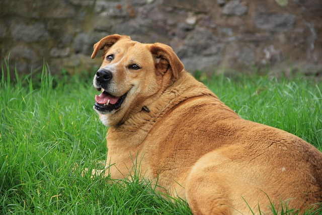Is Your Dog Getting Too Chubby? Signs of Weight Gain & How To Help