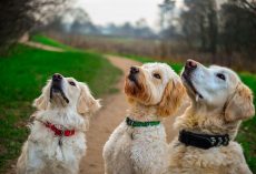 Teaching Your Dog “Leave It”: A Simple Guide to Building Self-Control