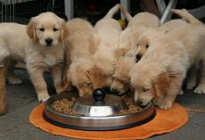 Switching Dog Food? Here’s the Right Way To Transition Your Pup