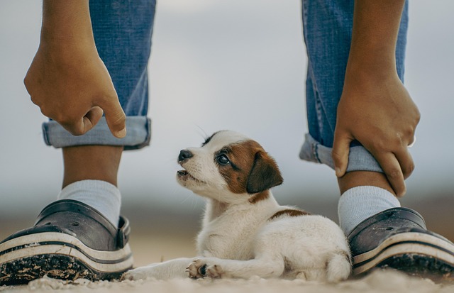 The Top Puppy Toys on Amazon (Chosen by Pet Parents!)