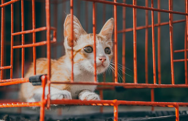 The Complete Guide to Adopting a Cat