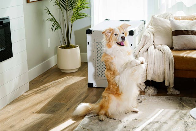 8 Top-Rated Dog Crates for Every Type of Pup