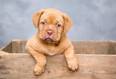 How To Foster a Dog: A Simple Step-By-Step Guide