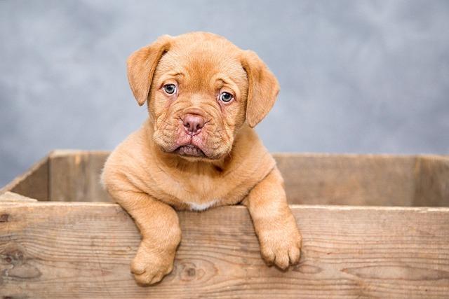 How To Foster a Dog: A Simple Step-By-Step Guide