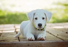 Why It’s So Important to Let Your New Dog Decompress