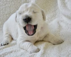 How to Help Your Puppy Stop Crying in the Crate (And Actually Learn to Love It)
