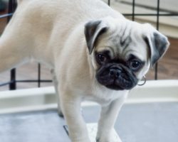 Top-Rated Puppy Pads, According to Pet Parents