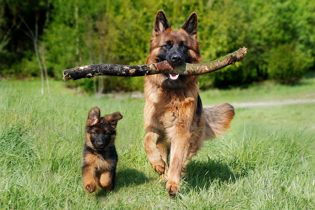 Your Complete Guide to Working Out With Your Dog