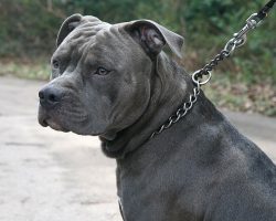 Why Choke Collars Hurt Your Dog — And What To Use Instead