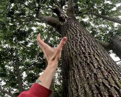 Man Hears Terrified Cries In Tree — Then Catches Tiny Kitten Mid-Air