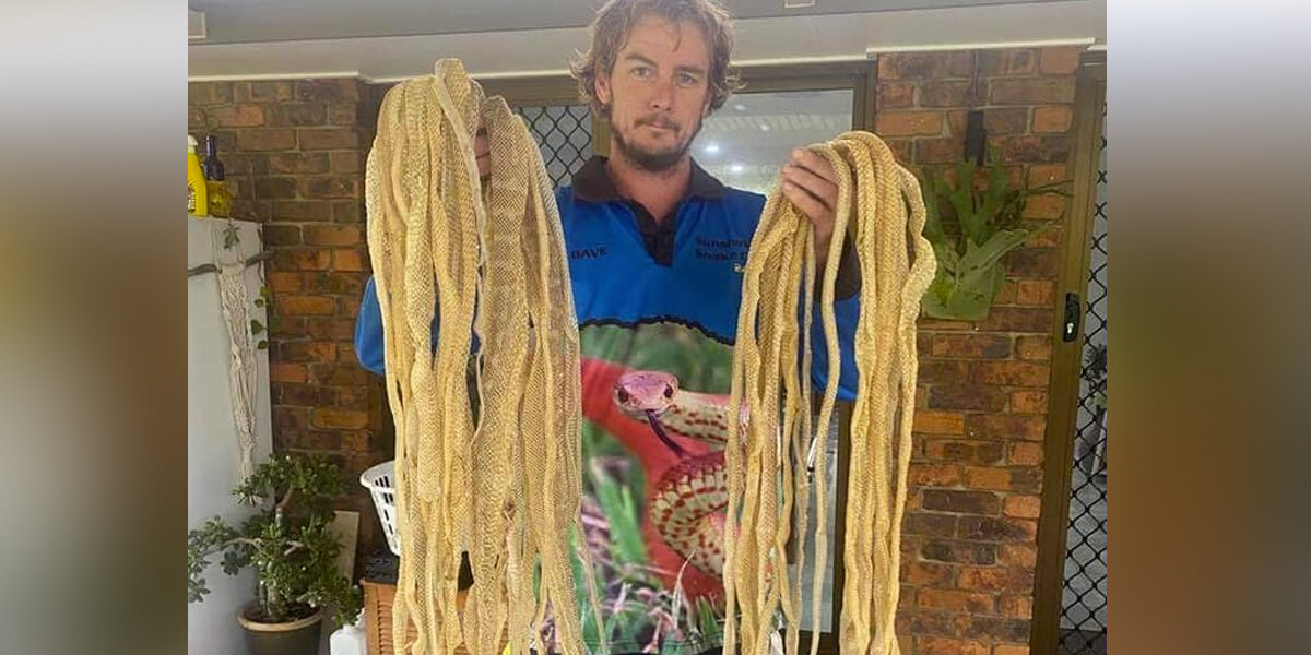 Family Learns Their House Has Been Home to Dozens of Hidden Snakes
