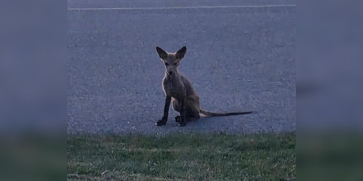Shivering ‘Mystery Animal’ Waits Helplessly in Driveway Until Help Finally Arrives