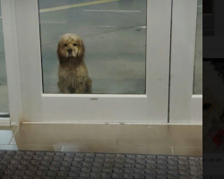 Woman Leaving the Gym Locks Eyes With a Soaking-Wet Dog Waiting Helplessly in the Rain