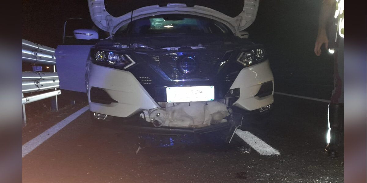 ‘Miracle Pup’ Survives 80 MPH Collision In The Most Unbelievable Way