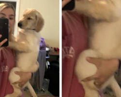 People Can’t Get Over This Puppy’s Hilariously Cute Little “Butt”