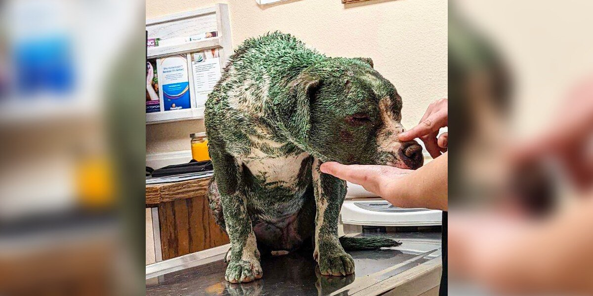 Someone Covered Her In Toxic Paint — But Her Real Beauty Refused To Hide