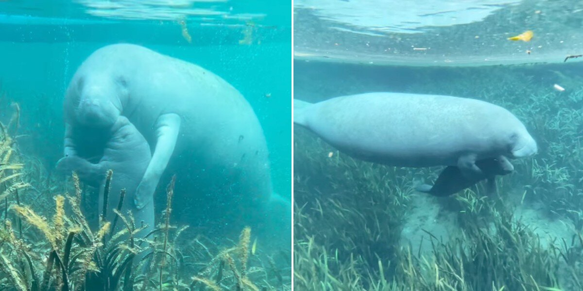 Camera Catches the Sweetest Hug and Kiss Between Wild Manatee Mom and Baby