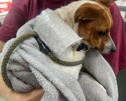 Cyclists Stop To Save Stray Dog — Then Discover A Heartbreaking Note On His Collar