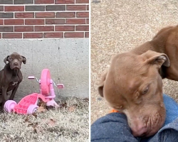 Starving Stray Collapses Into Rescuer’s Arms The Moment He Realizes He’s Finally Safe