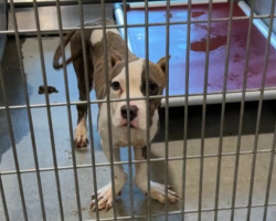 Shelter Dog With “Ducky” Feet and a Wiggly Walk Wins Hearts — And a Second Chance