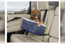 10 Best Dog Travel Crates for Safer, Stress-Free Adventures