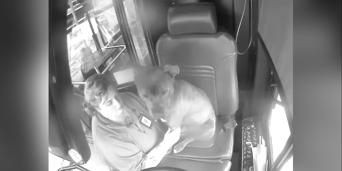 Bus Driver Spots a Lost Dog in the Rain — So She Stops Everything to Help