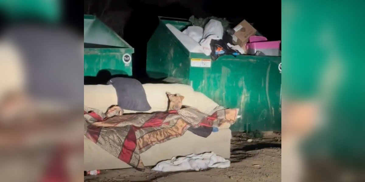 Freezing Stray Curled Up On Dumpster Couch Starts Wagging When Help Finally Arrives