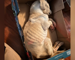 Puppy Found ‘Cold To The Touch’ In A Cardboard Box Had Only Moments Left