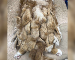 Basement Cat Covered In Painful Mats Looks Like A New Cat After Rescue Steps In