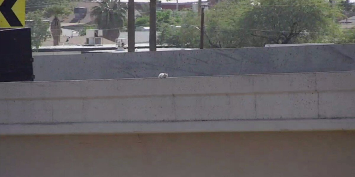 Drivers Spot A White Dot On A Highway Ramp — Then Realize A Tiny Life Is Clinging To The Edge