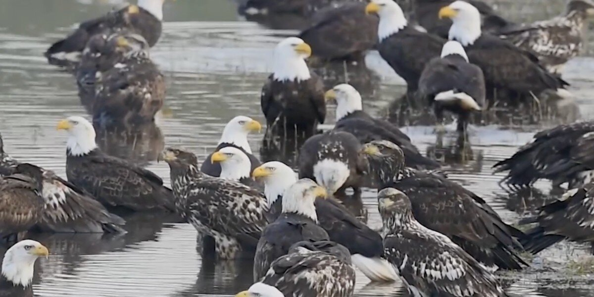 Photographer Can’t Believe His Eyes After Discovering A Massive Gathering Of Bald Eagles