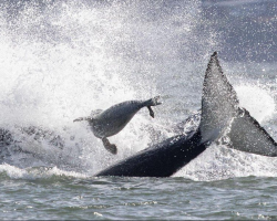 Seal Fleeing Orcas Makes Split-Second Decision — And Leaps Onto a Boat Full of Strangers