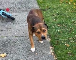 Injured Stray Limped Over To A Stranger — Then Melted Right Into Her Arms
