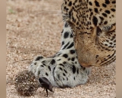 Leopard’s Curiosity Leads To Unexpected Encounter With Tiny Dung Beetle