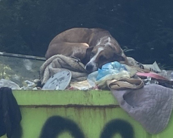 Dog Dumped In Trash For One Accident Is Finally Experiencing The Life She Deserves