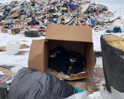 Seven Puppies Left In A Box At A Frozen Dump Are Found Just In Time