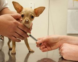 A Simple Guide to the Bordetella Vaccine for Dogs