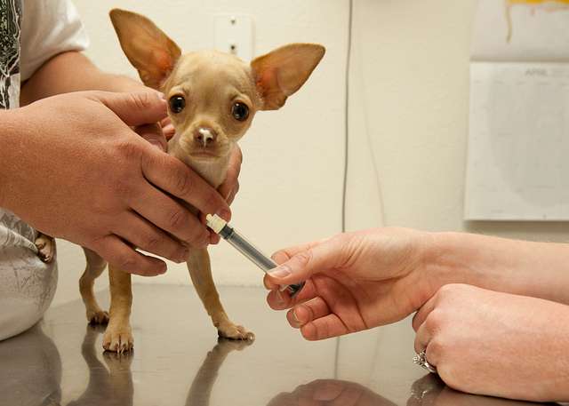 Which Vaccines Does Every Dog Need?