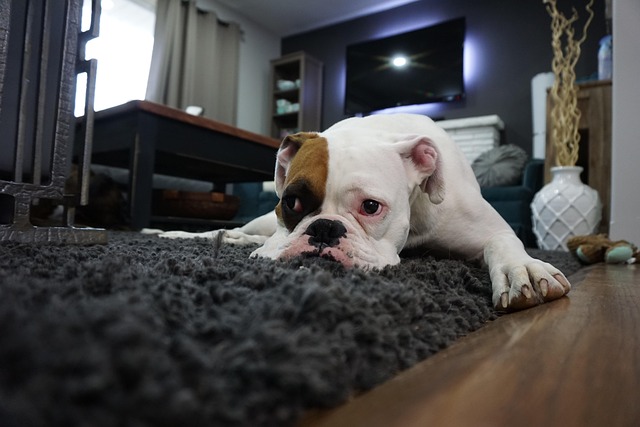Is My Dog Actually Depressed? Here’s How To Tell