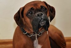 Why Is My Dog Drooling So Much? Causes, Red Flags, And What To Do