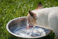 6 Spill-Proof Dog Bowls For Messy Drinkers