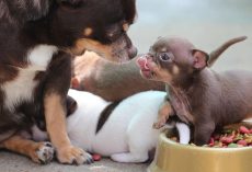 How To Help a Dog Who Guards His Food (Without Making Things Worse)
