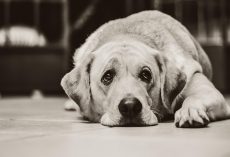 How to Treat Parasites in Dogs: Heartworm, Hookworm & Tapeworm Explained
